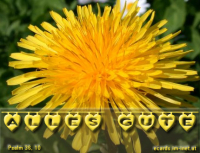 Geburtstag