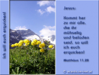 Bibelverse > Alpenblumen