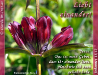 Bibelverse > Alpenblumen