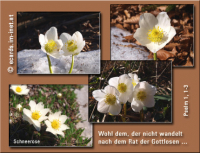 Bibelverse > Alpenblumen