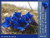 Bibelverse > Alpenblumen