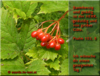 Ich wünsche dir einen gesegneten Tag!
Psalm 103,8 Barmherzig und gnädig ist der HERR, geduldig und von großer Güte. 